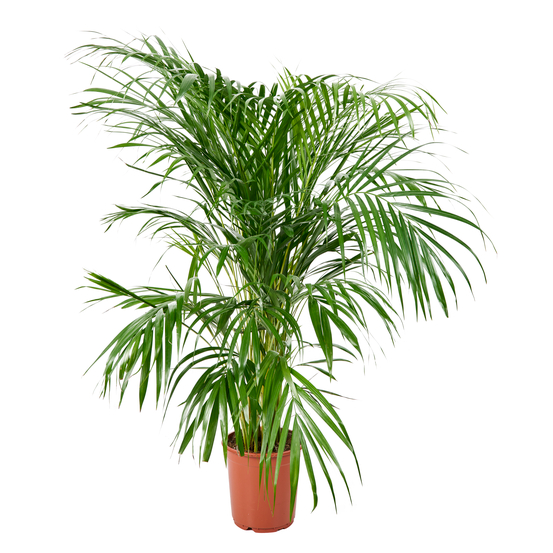 Aréca : H.100cm petit modèle pot