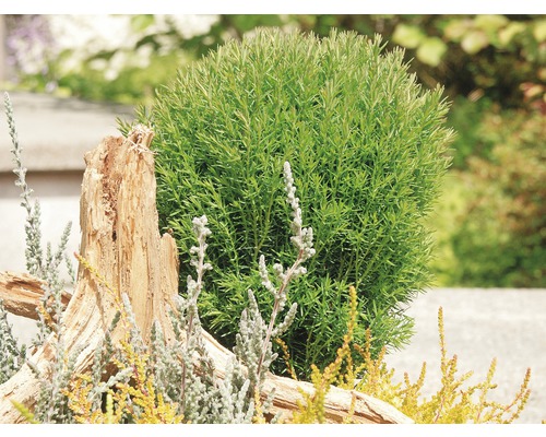 FloraSelf 'Teddy' 'Teddy' 'Knuffelboom' H 15-20 cm Co 1.5 L