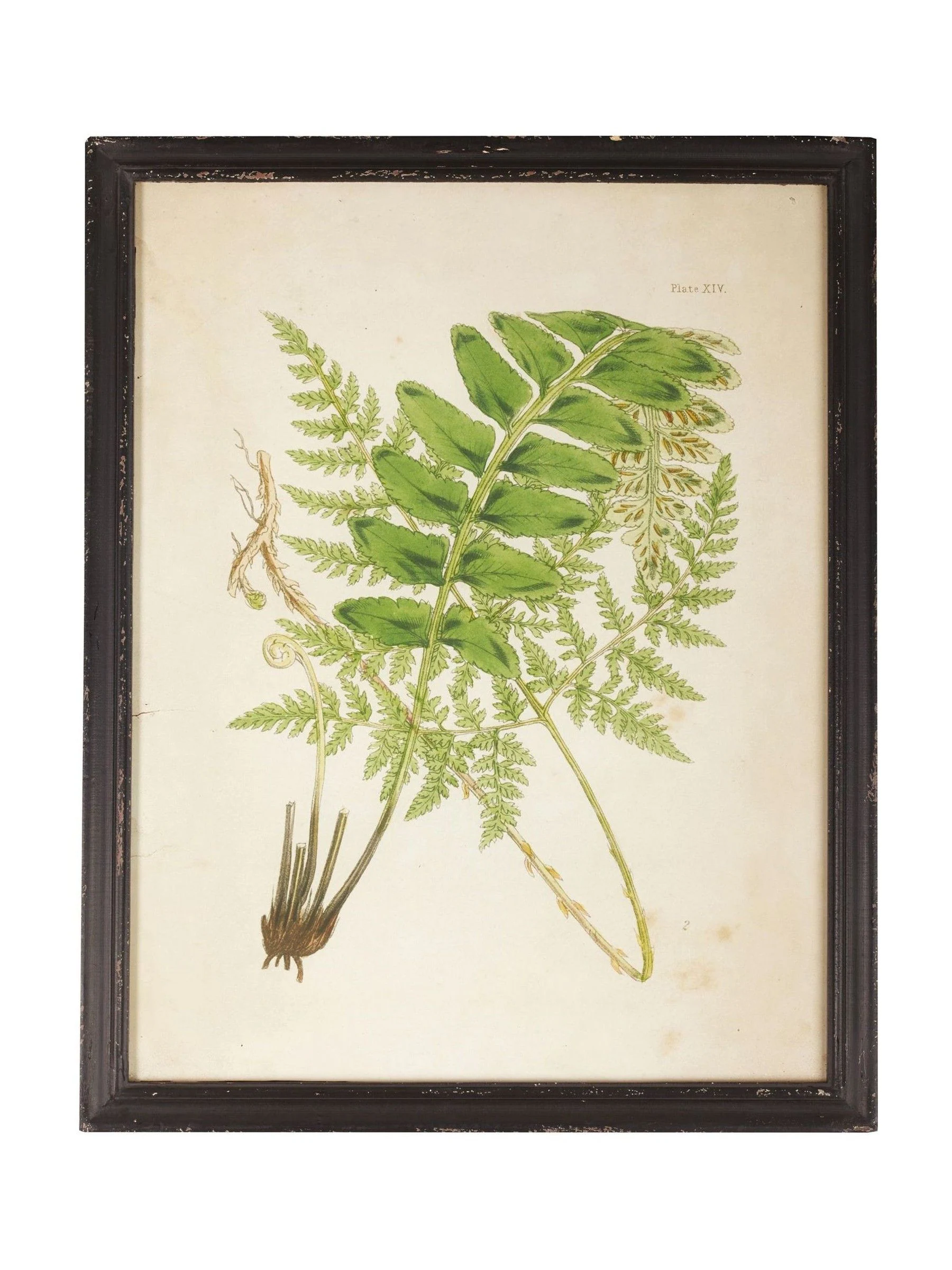 Oka Set of 8 Framed Botanical Prints