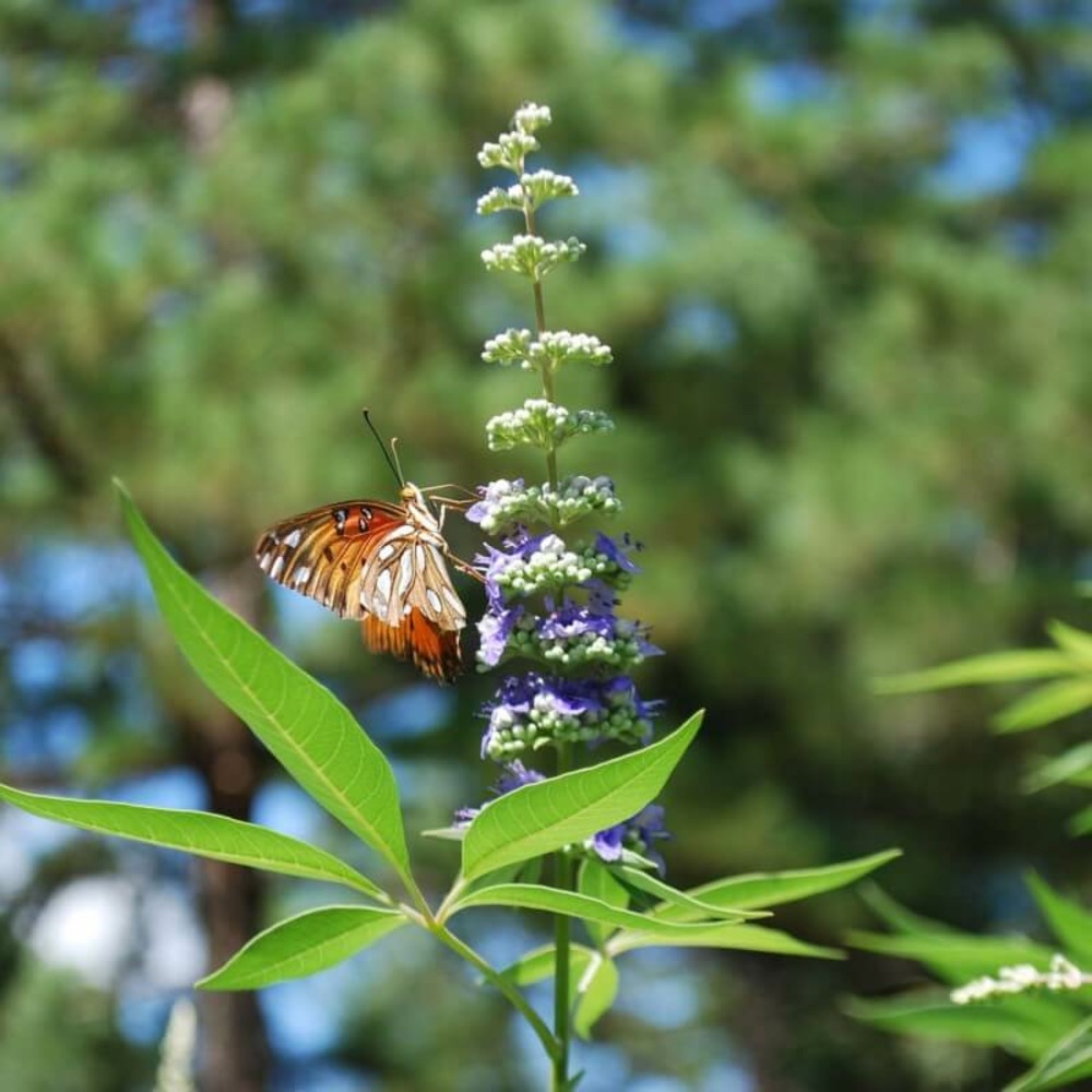 Gattilier (vitex agnus-castus) - godet - taille 10/15cm