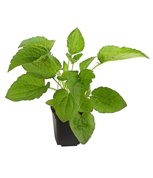 Bio Sonnenhut 'Goldsturm'