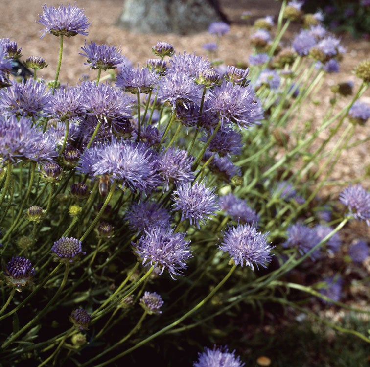 Zandblauwtje (Jasione laevis) D 11 H 10 cm