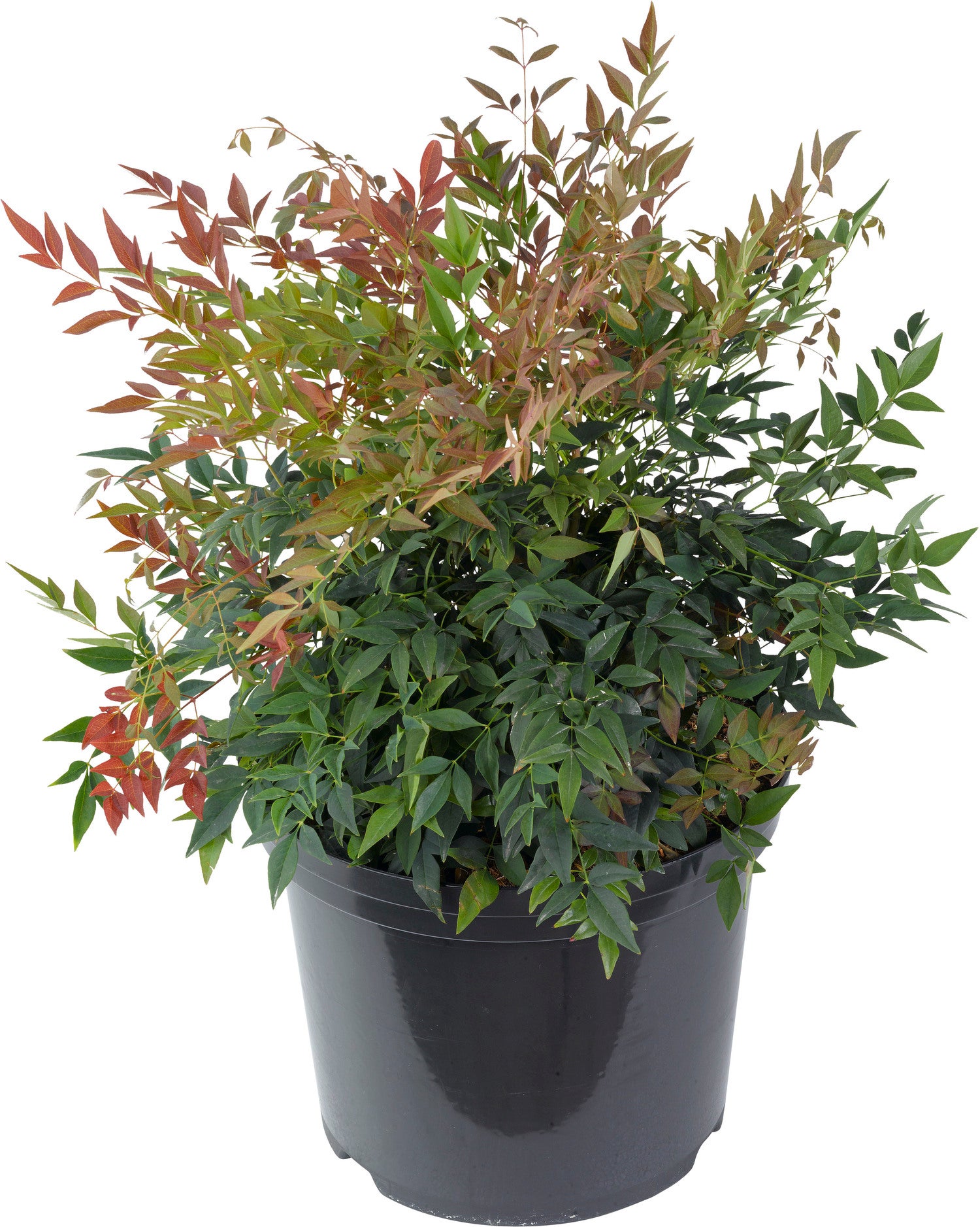 Hemelse bamboe (Nandina domestica) H 100 cm