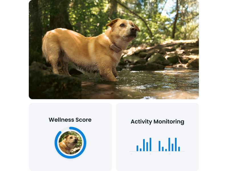 tractive GPS-Tracker DOG 6 Braun GPS Tracker für Hunde