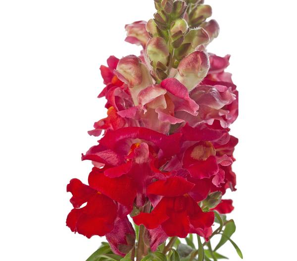 Garten-Löwenmäulchen, verschiedene Farben