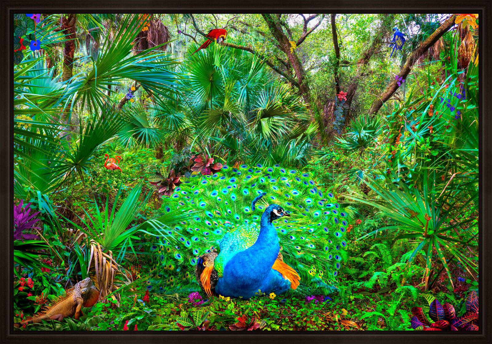 Peacock Wondering What It's All About by Pat Swain - Limited Edition. Edition of: 150. Signed.