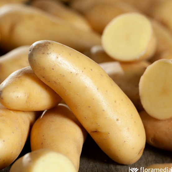 Plants de pommes de terre 'Ratte' en filet x10