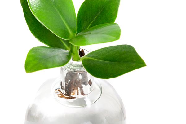 Waterplant Balsamapfel im Kugelglas - Clusia