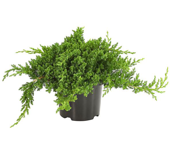 Japanischer Kriech-Wacholder 'Nana'