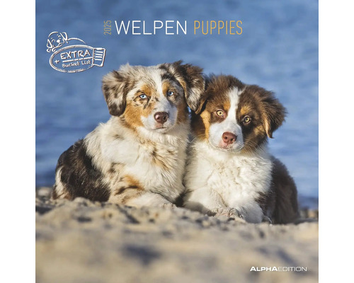 Wandkalender puppy's 2025 30x30 cm