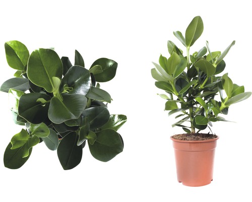 Balsemappel FloraSelf Clusia rosea 'Princess' H 55-65 cm Ø 17 cm pot