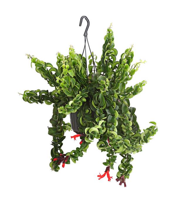 Schamblume - Aeschynanthus lobbianus 'Rasta',
