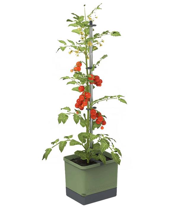 Gusta Garden Tomatentopf Tom Tomato, ca.