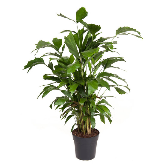 Palmier, Caryota Mitis - pot D21cm