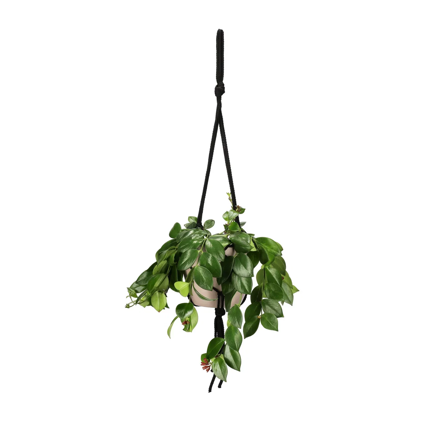 Ampel makramé Lengde 80 cm