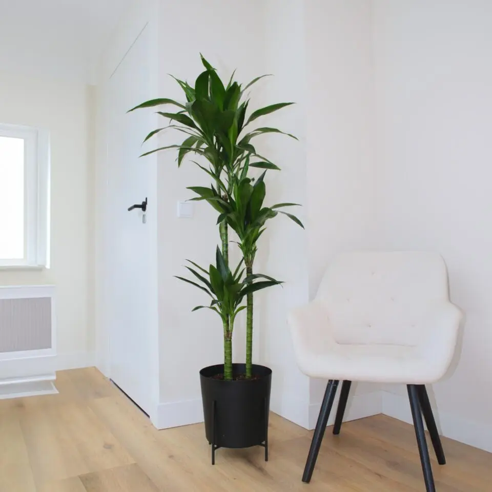 Drakenbloedboom - Dracaena deremensis 'Janet Craig' - Hoogte 140-150cm - ⌀24cm