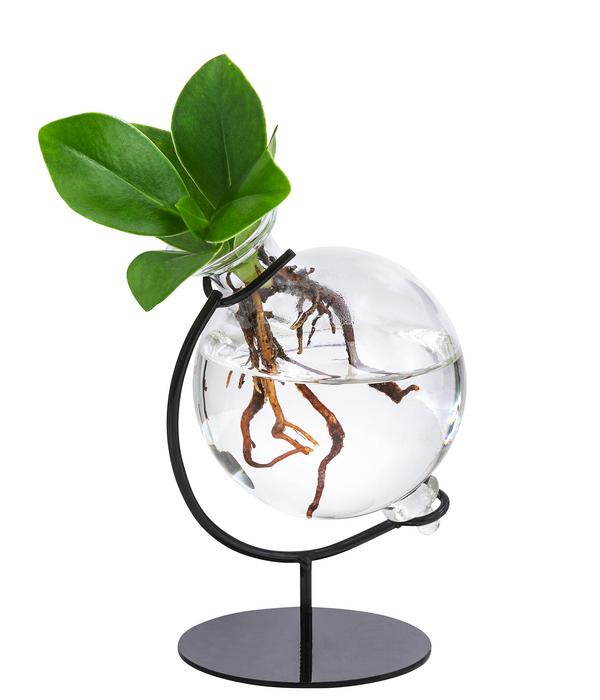 Waterplant Balsamapfel Victoria im Kugelglas -