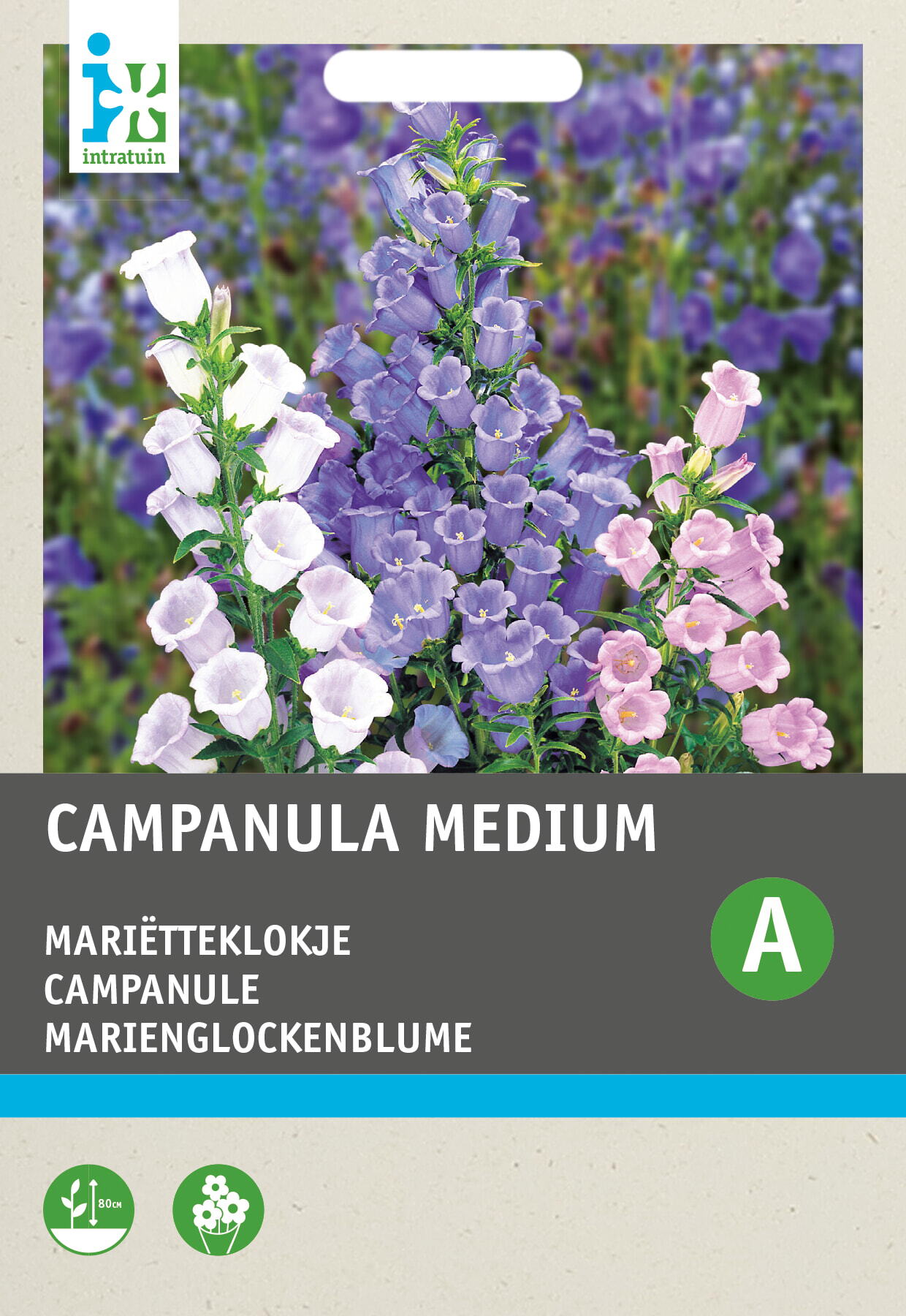 Intratuin bloemenzaad Marriëtteklokje (Campanula medium)