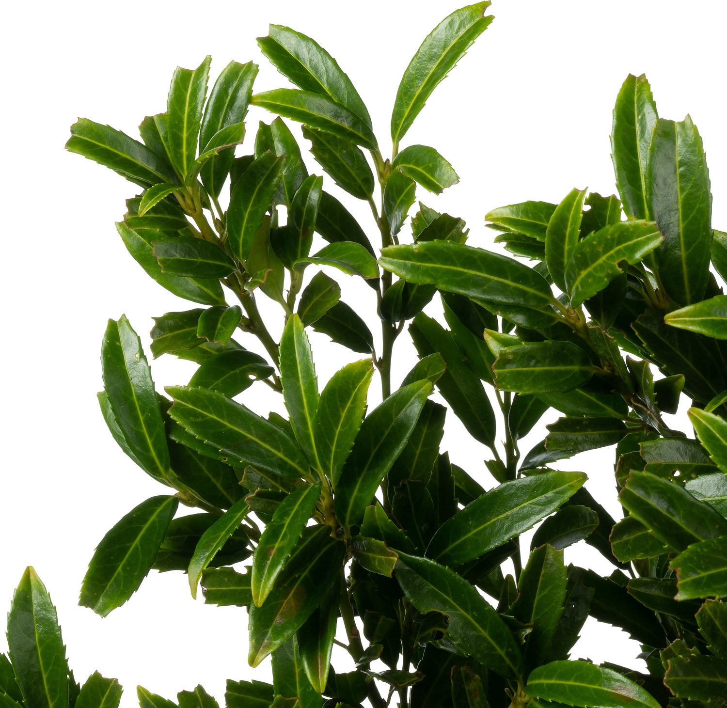 Laurierkers (Prunus laurocerasus 'Filigrow Sofia') D 21 H 50 cm