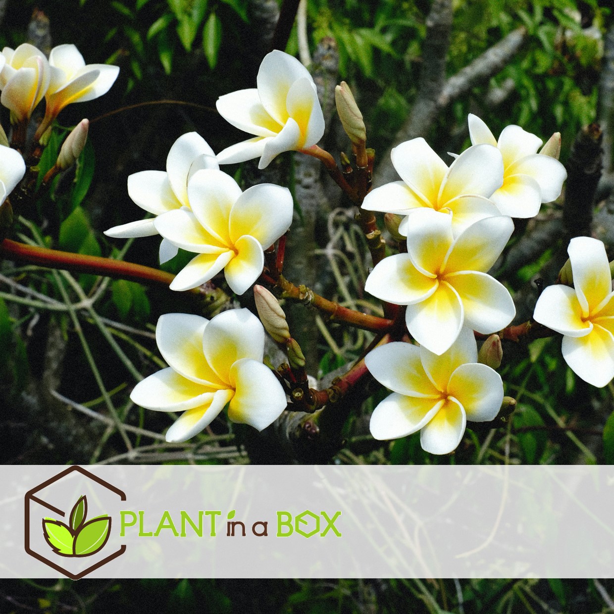 Plumeria frangipani blanc - hawaii - pot 17cm - hauteur 55-70cm