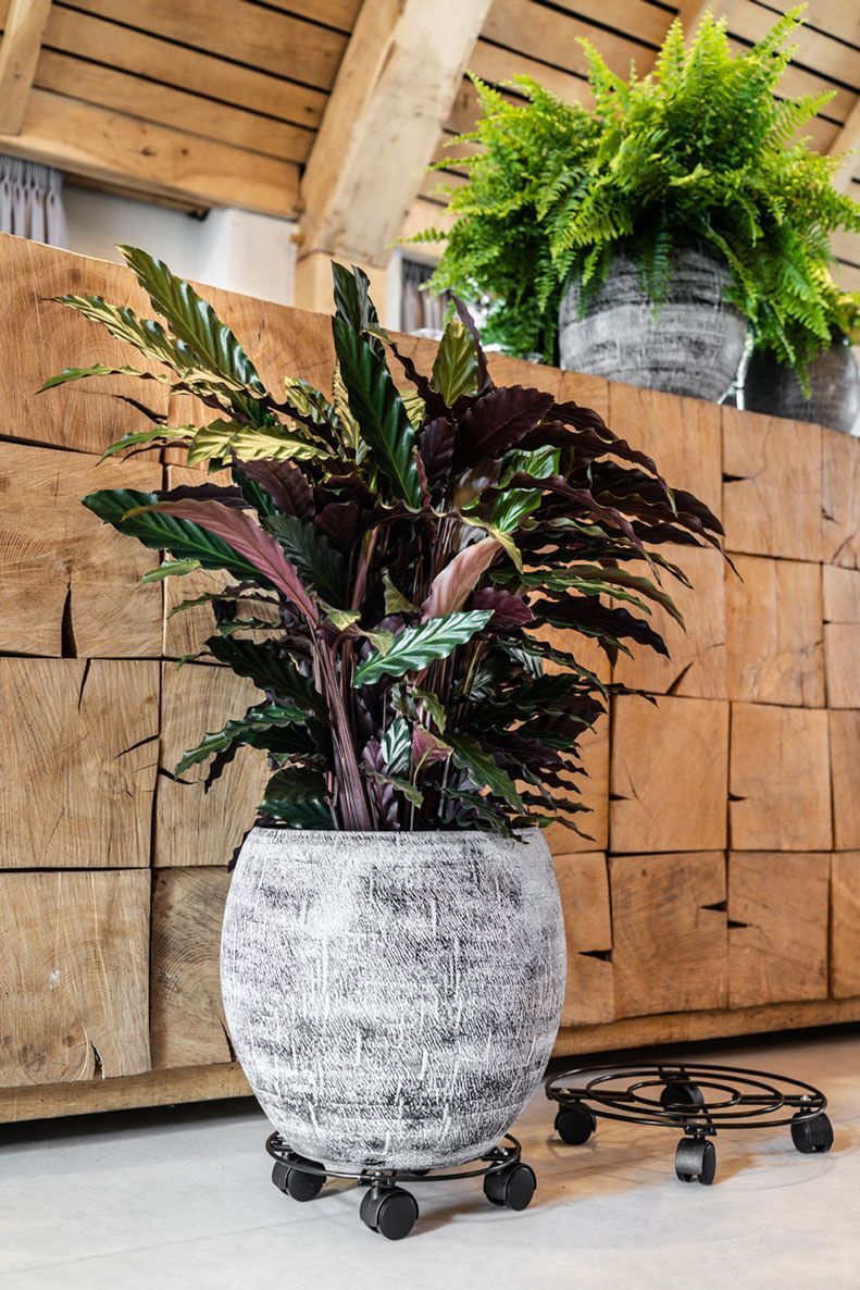 TS plantentrolley zwart D 33 H 6 cm