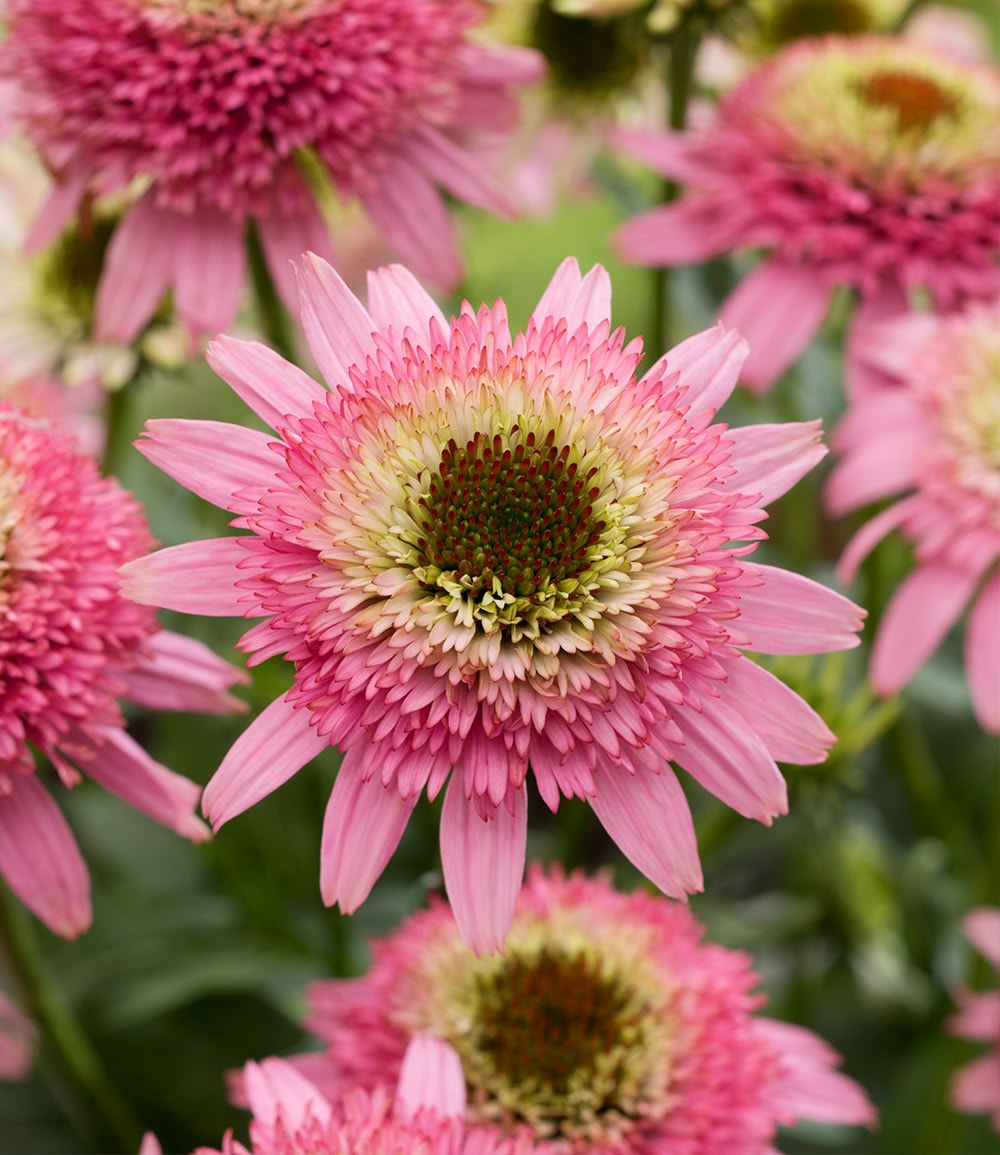 Echinacea 'Butterfly Kisses®'