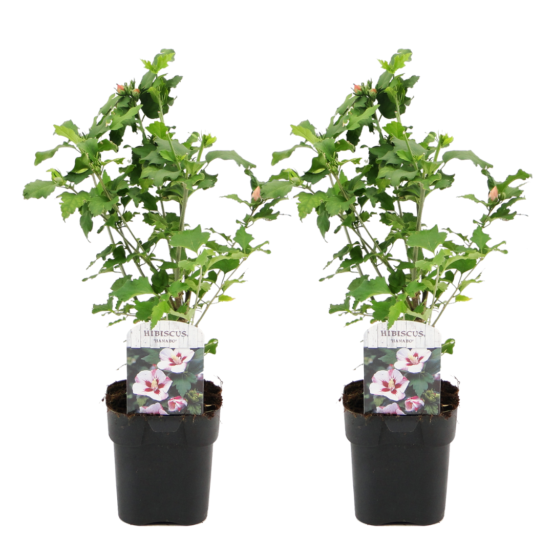 Hibiscus syriacus - 'hamabo' - lot de 2 - pot 17cm - hauteur 25-40cm