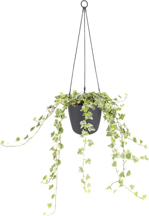 Elho hangpot Brussels antraciet D 21,5 H 18 cm