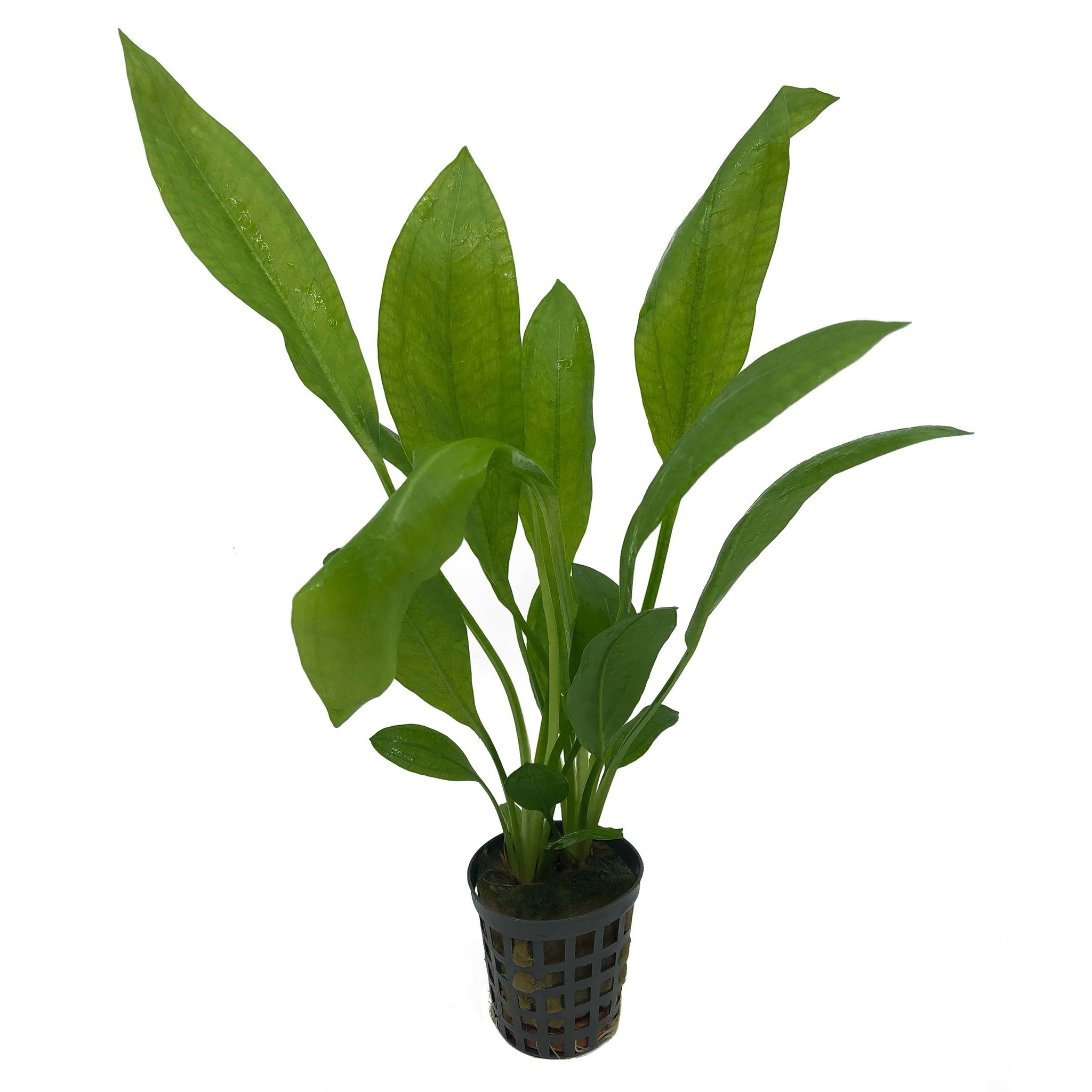 AquastoreXL Plantenpakket Zuid Amerika Large