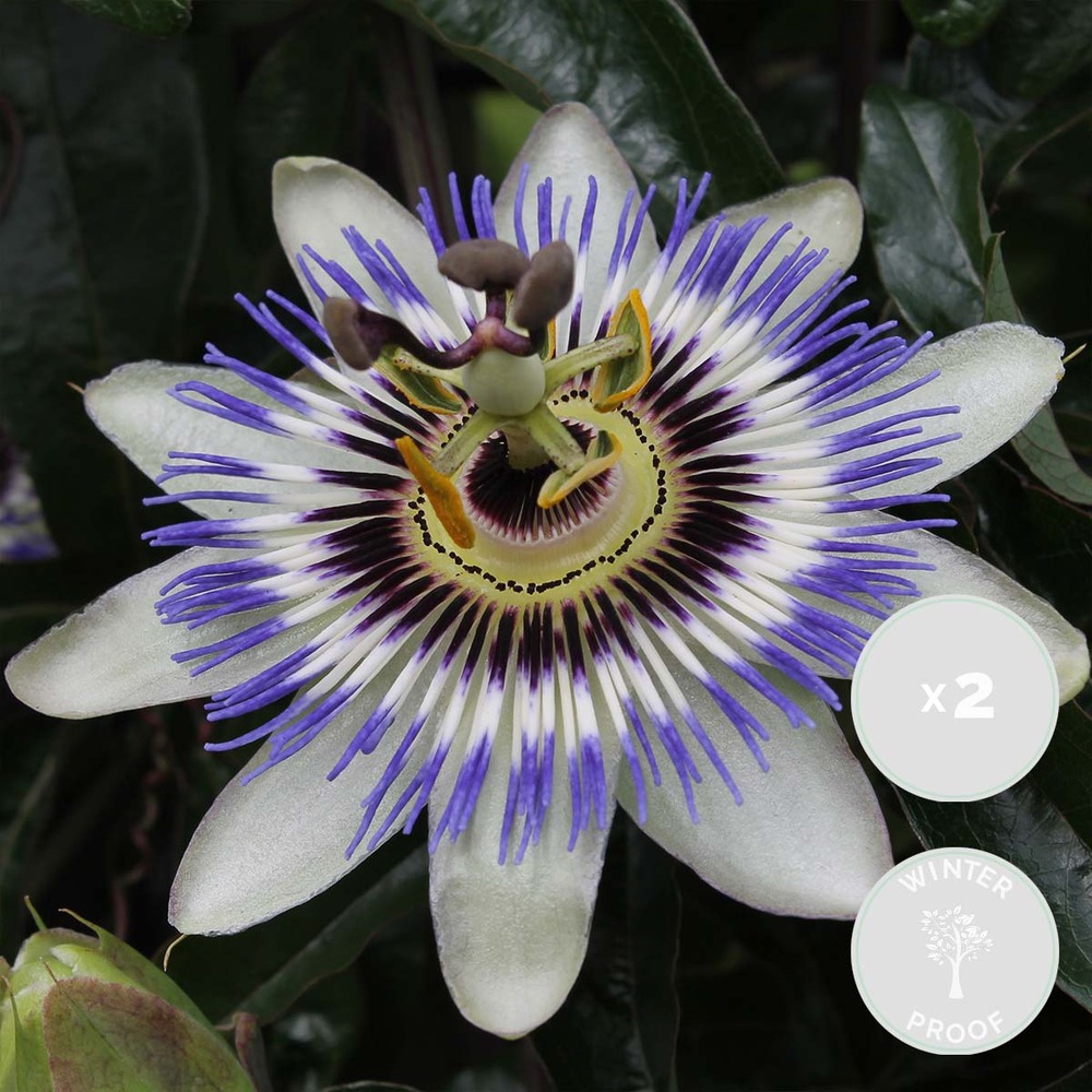 2x passiflora caerulea – passiflore – plante grimpante – rustique - ⌀15 cm - ↕ 60-70 cm