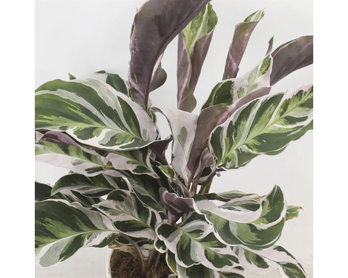 Calathea Fusion White, FloraSelf, ca. 40 cm hoog, potdiameter 14 cm