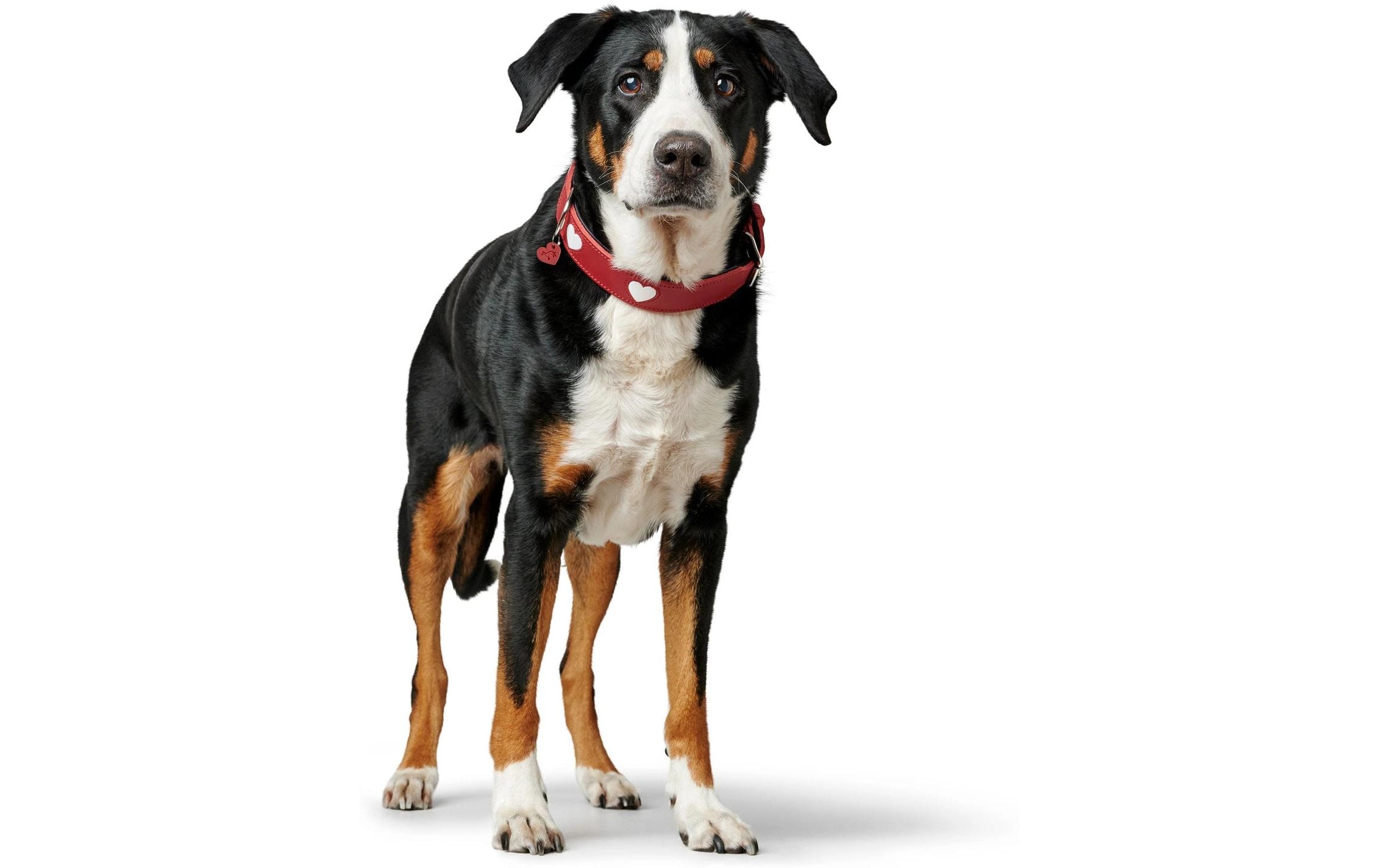 Halsband Love M (55), Rot/SchwarzHundehalsband mit Herz