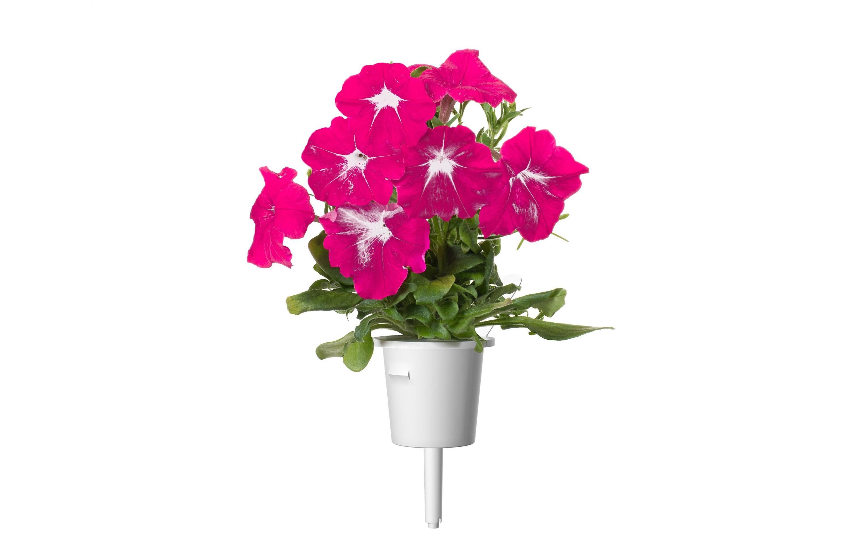 Saatgut Pinke Petunie 3er-PackNachfüllpackung zum Smart Garden