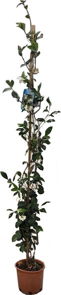 Roze Toscaanse jasmijn (Trachelospermum 'Pink Air') H 175 cm