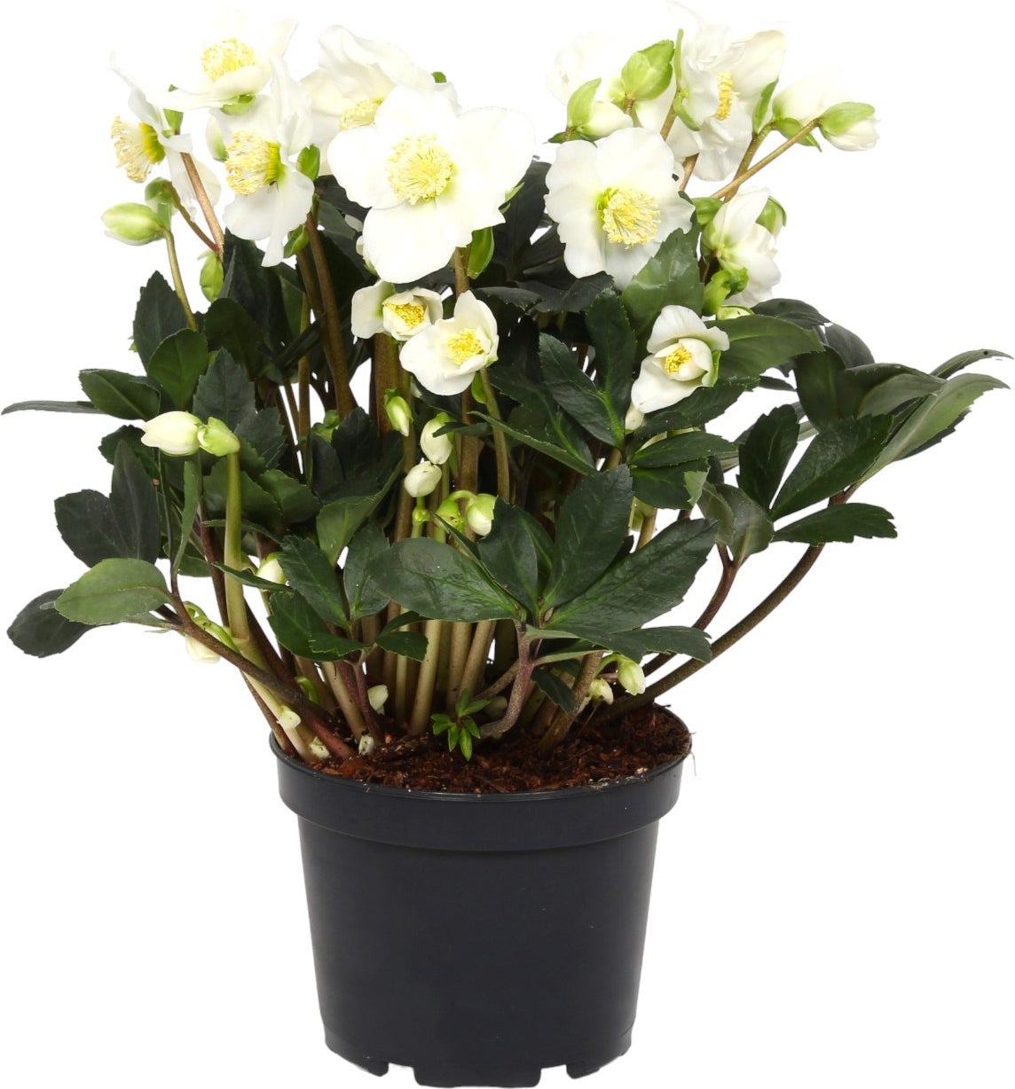 Kerstroos (Helleborus niger 'Flevoflora') D 15 H 35 cm