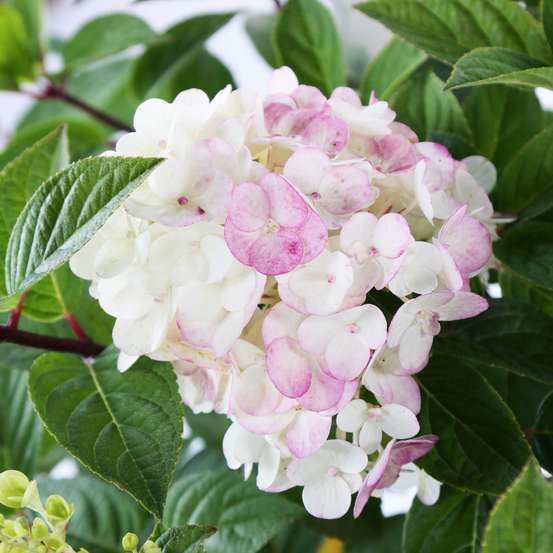 Hydrangea paniculata ' Sunday Fraise ' ® : C10L