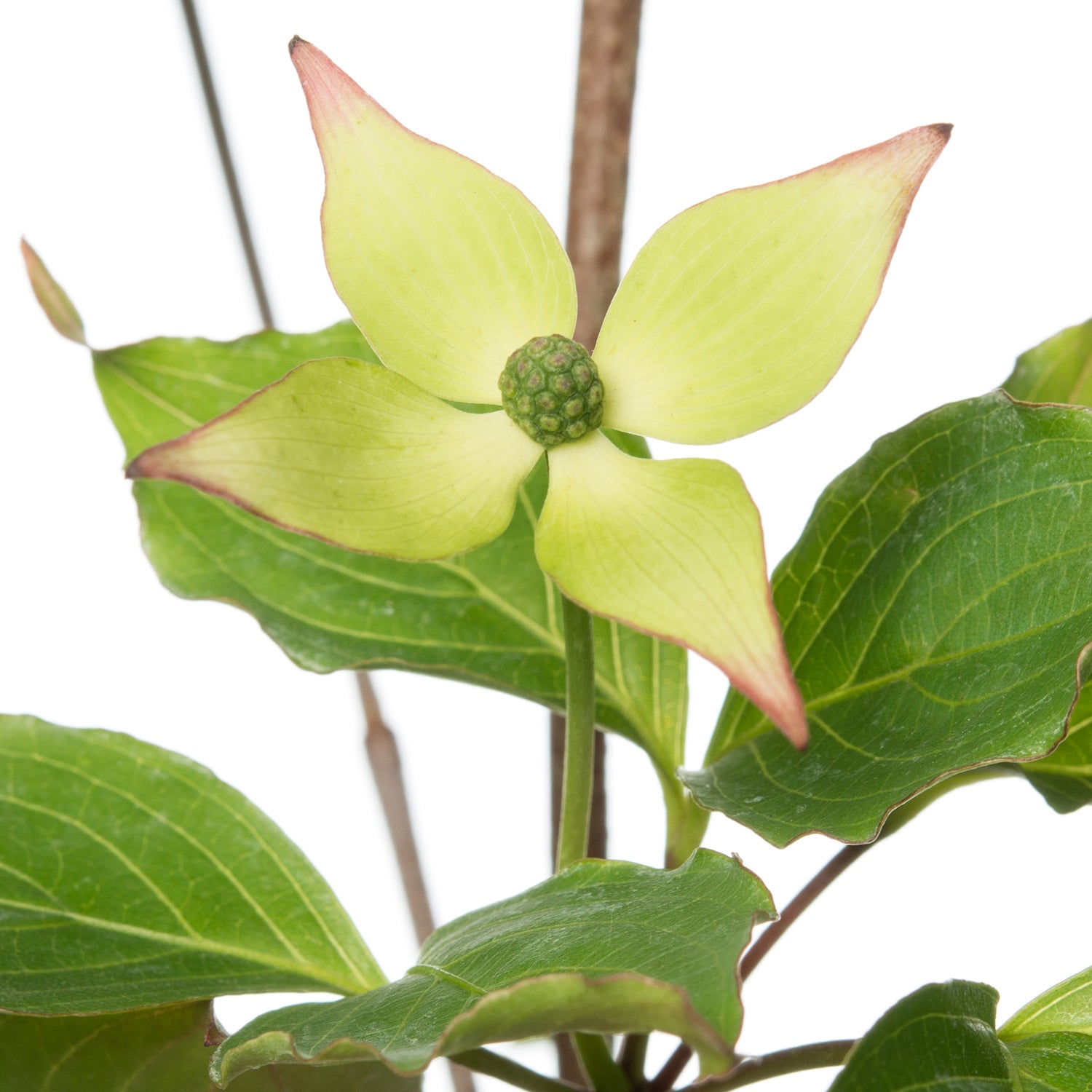 Japanse kornoelje (Cornus kousa 'Wieting's Select') D 24 H 80 cm