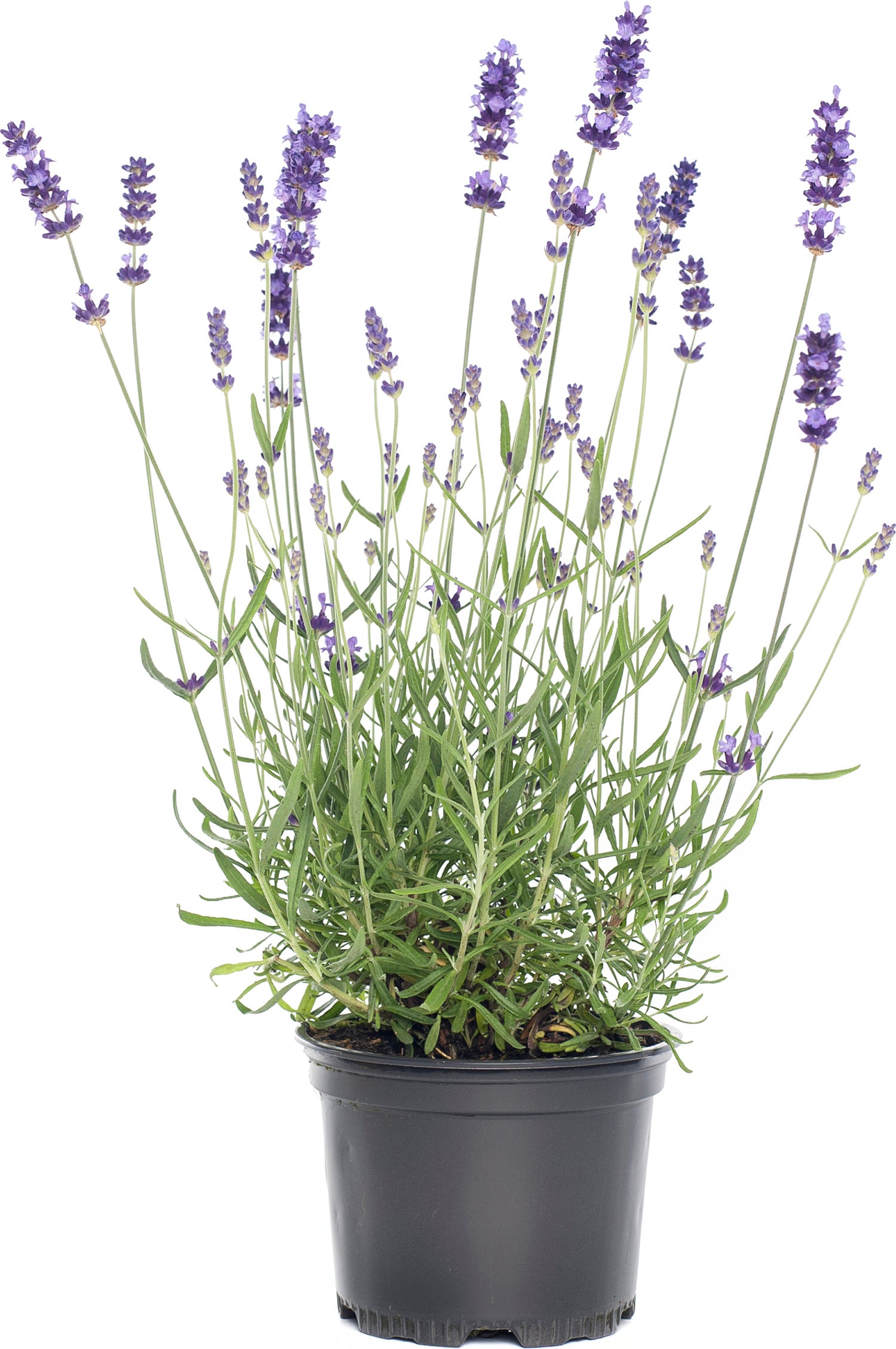 Biologische Lavendel (Lavandula x intermedia 'Vera') D 13 H 20 cm
