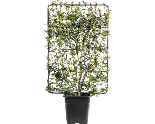 Loquat 'Robusta Compacta' traliewerk FloraSelf Photinia fraseri 'Robusta Compacta' H120 x B80 cm Co 30 L