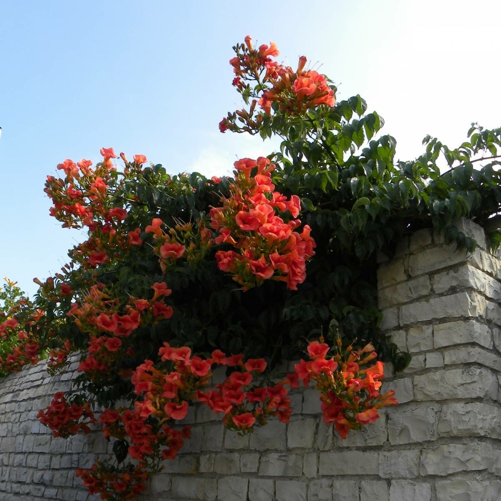 Bignone x tagliabuana madame galen/campsis x tagliabuana 'madame galen'[-]pot de 1,5l - tuteur bambou 30/60 cm