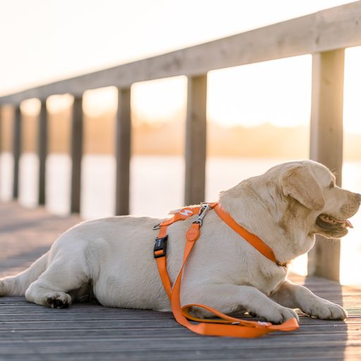 Guia de nylon laranja para cães
