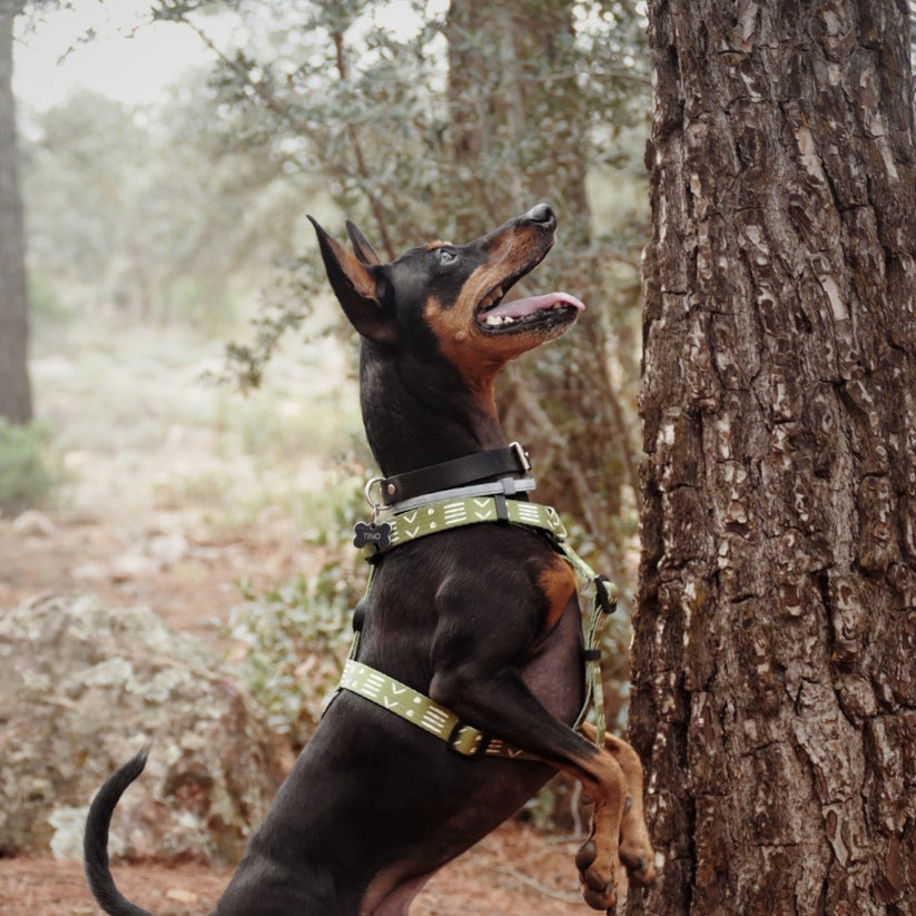 ORION - Coleira em H ajustável para cães com cauda e peitoral.
