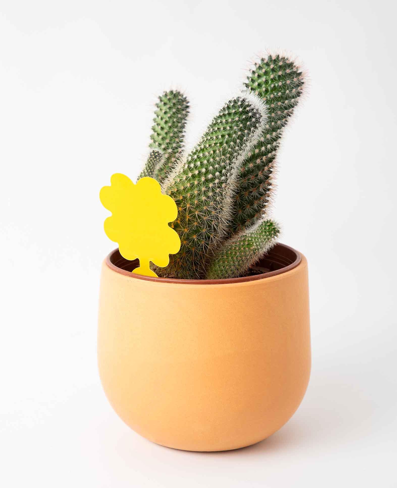 (60er Set) Fruchtfliegen Falle Gelbsticker Trauermücken Klebefalle für Blumentopf / Beet - Blume / Biene
