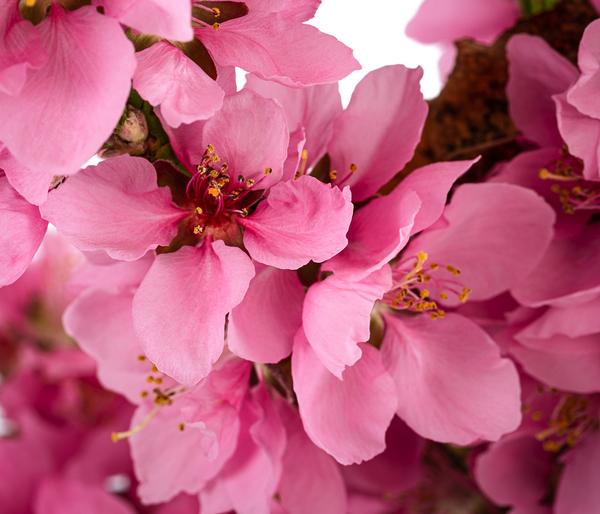 Zwergnektarine 'Rubis Necta Zee'