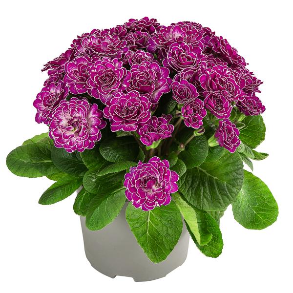 Rosenprimel 'Belarina', verschiedene Farben
