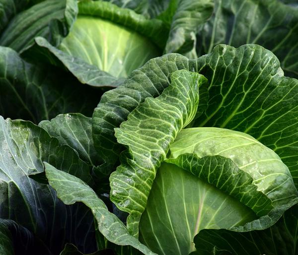 Weißkohl, 6er Schale