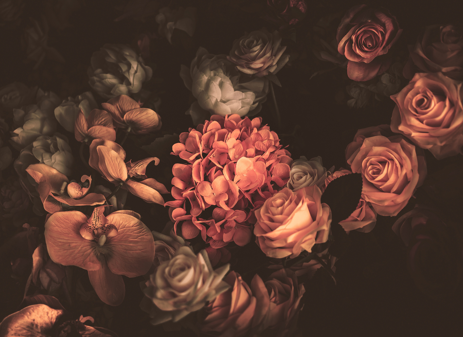 Fototapete DESIGNWALLS - orange-rosa - Blumen - 2,55 Meter