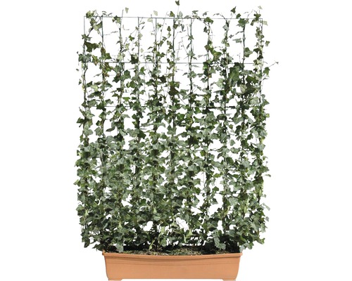 Privacyhaag klimop Helix Hedera helix 'Woerner' H130xB100 cm