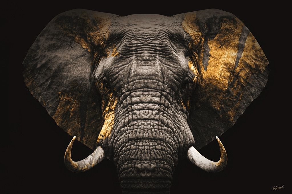 Glasschilderij Olifant met Goud 110160BS-616B160 x D0.4 x H110 cm