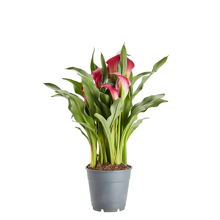Arum d'Éthiopie , Assortiment, 12cm